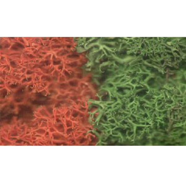 Autumn Mix Lichen - Chester Model Centre