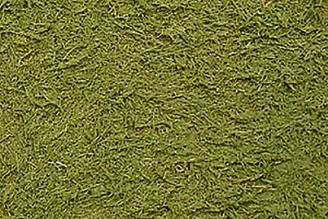 Diorama Texture Paint Grass Green Effect - Chester Model Centre