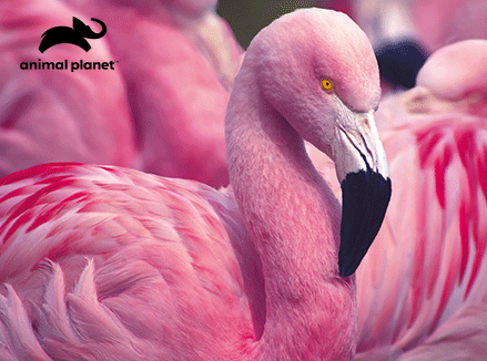 Animal Planet Flamingo 63 piece 3D Jigsaw Puzzle - Chester Model Centre