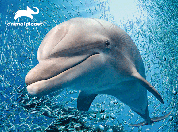 Animal Planet Dolphin 63 piece 3D Jigsaw Puzzle - Chester Model Centre