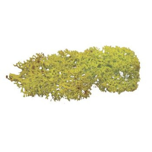 Light Green Lichen - Chester Model Centre